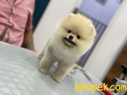 Boo Pomeranian 4