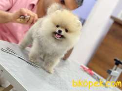 Boo Pomeranian 1