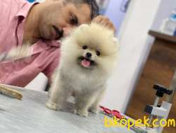 Boo Pomeranian 2