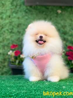 Boo Pomeranian 5