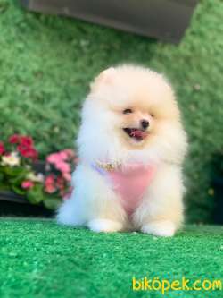 Boo Pomeranian 3