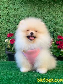 Boo Pomeranian 2