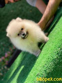 BOO POMERANİAN 2