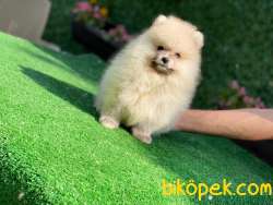 BOO POMERANİAN 3