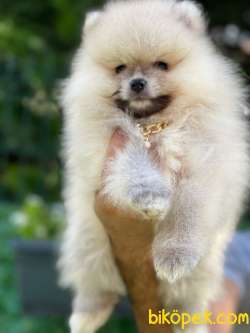 BOO POMERANİAN 4