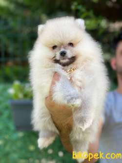 BOO POMERANİAN 1