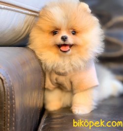 Boo Pomeranian Ayı Surat Yavrular 3