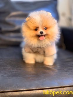 Boo Pomeranian Ayı Surat Yavrular 1