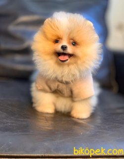 Boo Pomeranian Ayı Surat Yavrular 4
