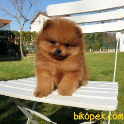 Boo Pomeranian Ayı Surat Yavrular 4