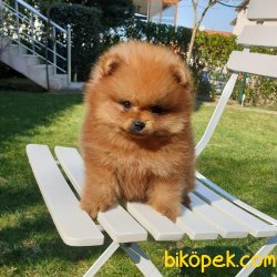 Boo Pomeranian Ayı Surat Yavrular 1