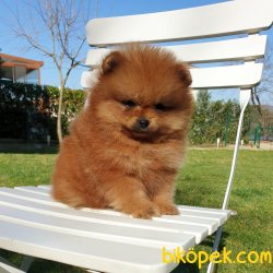 Boo Pomeranian Ayı Surat Yavrular 3
