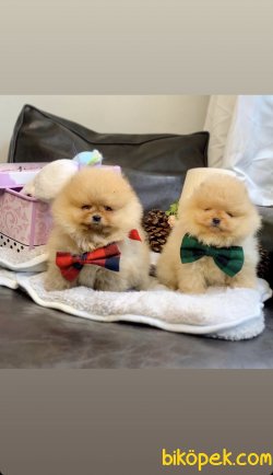 Güzel Boo Pomeranian Ayı Surat Yavrular 1