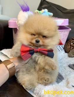 Boo Pomeranian Ayı Surat Yavrular 2
