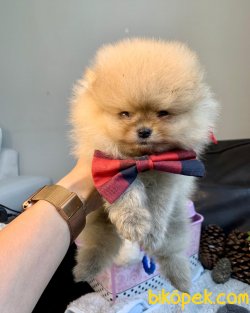 Boo Pomeranian Ayı Surat Yavrular 4