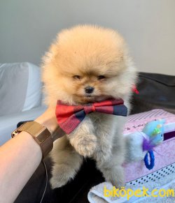 Boo Pomeranian Ayı Surat Yavrular 3