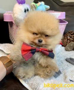 Boo Pomeranian Ayı Surat Yavrular 1