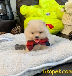 Boo Pomeranian Ayı Surat Yavrular 1