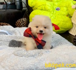 Boo Pomeranian Ayı Surat Yavrular 3