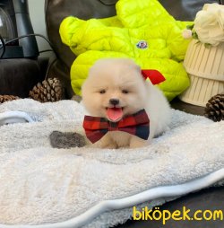 Boo Pomeranian Ayı Surat Yavrular 2