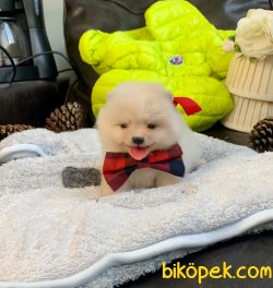 Boo Pomeranian Ayı Surat Yavrular 4