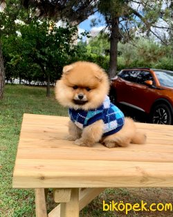 Boo Pomeranian Ayı Surat Yavrular 3