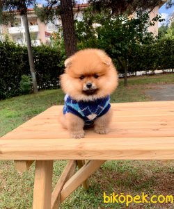 Boo Pomeranian Ayı Surat Yavrular 2