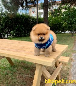 Boo Pomeranian Ayı Surat Yavrular 1