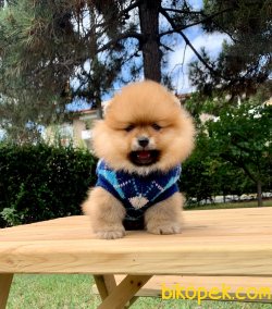 Boo Pomeranian Ayı Surat Yavrular 4