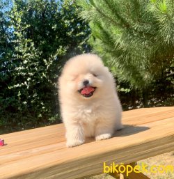 Boo Pomeranian Ayı Surat Yavrular 3