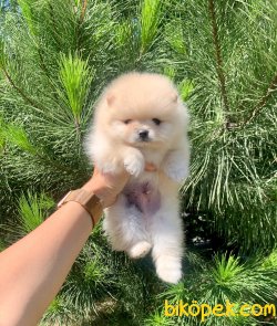 Boo Pomeranian Ayı Surat Yavrular 2