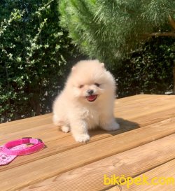 Boo Pomeranian Ayı Surat Yavrular 1