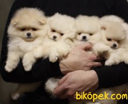 Boo Pomeranian Ayı Surat Yavrular 2