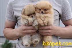 Boo Pomeranian Ayı Surat Yavrular 3