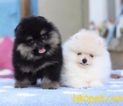 Boo Pomeranian Ayı Surat Yavrular 1