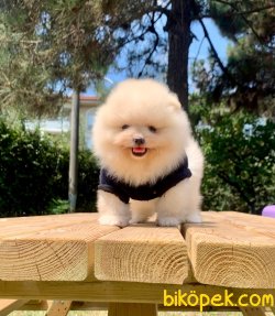 Boo Pomeranian Ayı Surat Yavrular 4