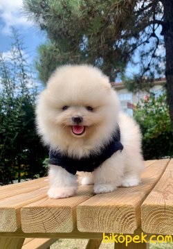 Boo Pomeranian Ayı Surat Yavrular 3