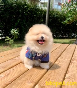 Boo Pomeranian Ayı Surat Yavrular 2