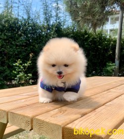 Boo Pomeranian Ayı Surat Yavrular 4