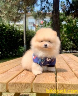 Boo Pomeranian Ayı Surat Yavrular 1