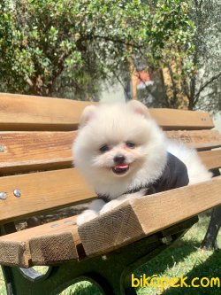 Boo Pomeranian Ayı Surat Yavrular 2