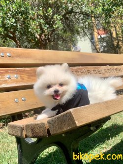 Boo Pomeranian Ayı Surat Yavrular 3