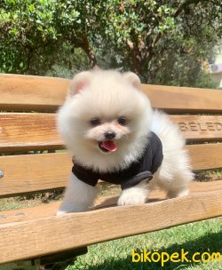 Boo Pomeranian Ayı Surat Yavrular 1