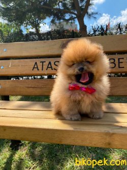 Boo Pomeranian Ayı Surat Yavrular 3