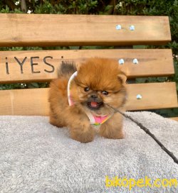 Boo Pomeranian Ayı Surat Yavrular 1