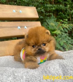 Boo Pomeranian Ayı Surat Yavrular 3