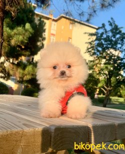Sevimli Boo Pomeranian Ayı Surat Aşılı Yavrular 3