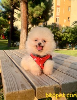 Sevimli Boo Pomeranian Ayı Surat Aşılı Yavrular 4