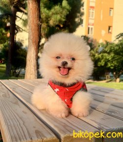 Sevimli Boo Pomeranian Ayı Surat Aşılı Yavrular 1
