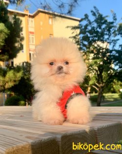 Sevimli Boo Pomeranian Ayı Surat Aşılı Yavrular 2